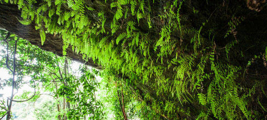 Green fern and tropical plants growing in the wall of ancient cave. © Tanes