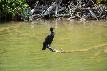 Cormorant on the pier and the tree. River in Cancun Mexico
