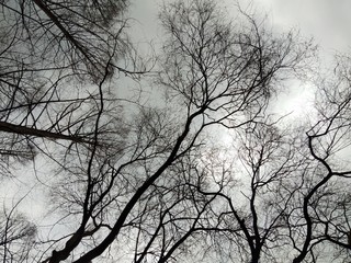 กิ่งไม่ในฤดูใบไม้ผลิ