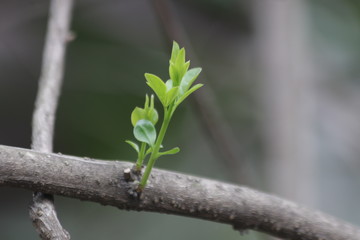 Budding Green Leaves in Spring, New Season is Coming, A Growing Season, A new Circle will Begin