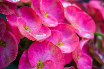 Obraz premium Crown of thorns red pink flower plant