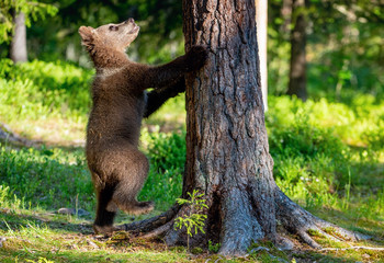 Cub of Brown bear standing on his hind legs. Scientific name: Ursus Arctos Arctos. Summer forest. Natural green Background.