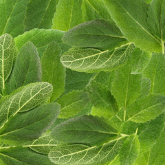 Leaves of spicy sage