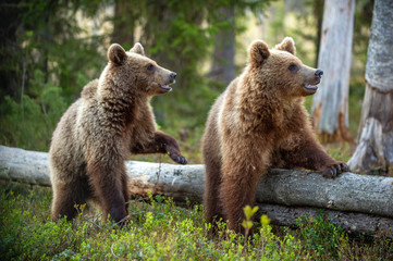 Obraz premium Cubs of Brown Bear in the summer forest. Natural habitat. Scientific name: Ursus arctos.
