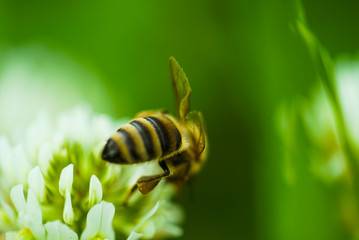 Bee on flower collecting nectar