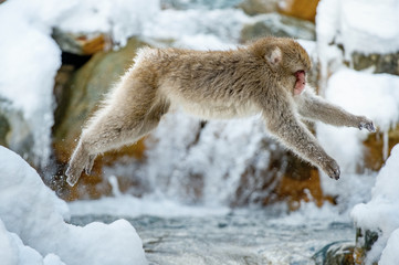 Japanese macaque in jump. Scientific name: Macaca fuscata, also known as the snow monkey. Natural habitat. Japan
