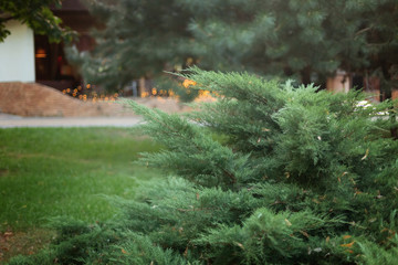 green Christmas tree branch in golden highlights and bokeh