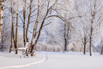 Birch grove in the winter in the snow. White trees. Trees in the snow. Snow picture. Winter landscape grove of white trees and snow.