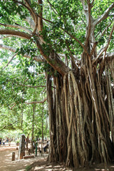 Obraz premium Giant old tree in Sri Lanka