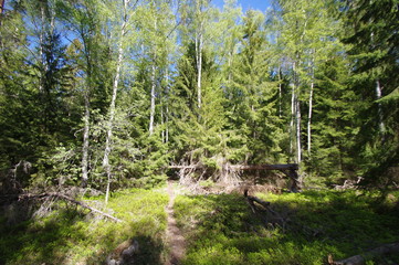 Wald auf einer Schäreninsel