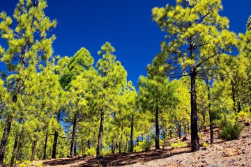 Fototapeta na wymiar Trekking to Paisaje lunar (moon landscape) from Vilaflor along green canarian pine trees (Pinus canariensis) growing on lava ground contrasting with dark blue sky, Tenerife, Canary Islands