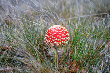a Amanita muscaria mushroom