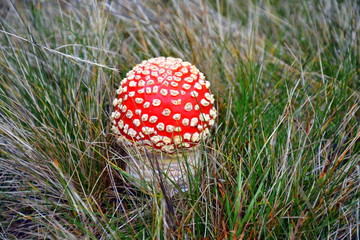 a Amanita muscaria mushroom