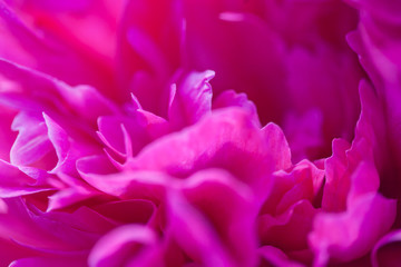 Closeup photo of a bright pink peony with soft tender petals shining with warm summer sun