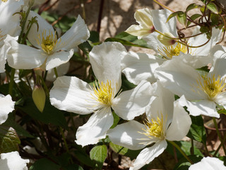 Fleurs de clématites armandii de ton blanc, toupet jaune (Clematis armandii)