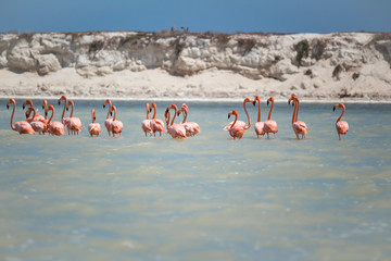 Flamingos are on the river. Some flamingos are flying over the river in Siaan Kan, Quintana Roo, Mexico. Caribbean