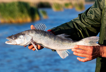 Zander (Sander lucioperca)  from Lake Balaton, Hungary