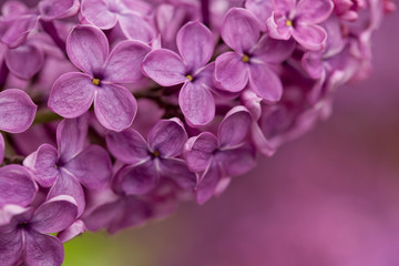 Fototapeta na wymiar Purple lilac branch isolated on blurred background of the same color. Closeup horizontal image, daylight