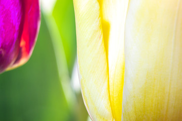 Backgrounds with colorful blooming tulips as the basis for further graphic works