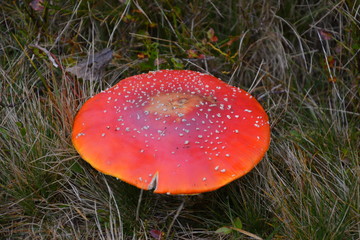 a Amanita muscaria mushroom