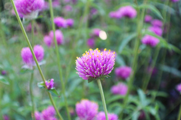 little purple flowers in garden