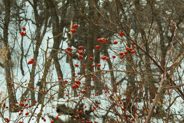 red berries in the snow