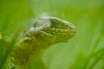 Portrait of lizard in grass
