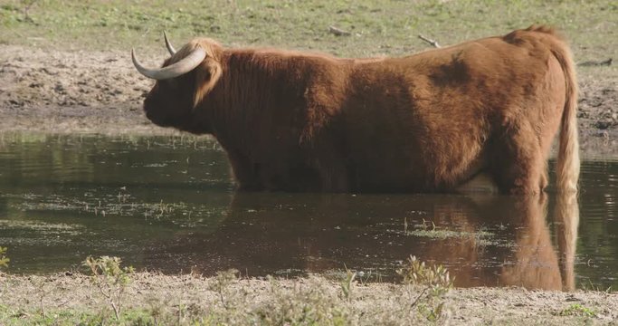 Large scottish highlander, standing in a pond in a forrest, eating waterplants on a sunny day.