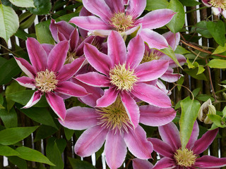 Fleurs de Clématites de ton rose sur pallisade (Clematis patens)