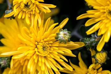 big yellow chrysanthemum flower 