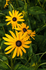 yellow daisy flowers aka black eyed Susan