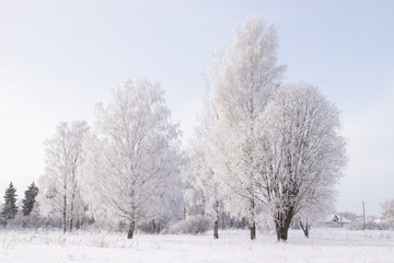 Fototapeta na wymiar Birch grove in the winter in the snow. White trees. Trees in the snow. Snow picture. Winter landscape grove of white trees and snow.