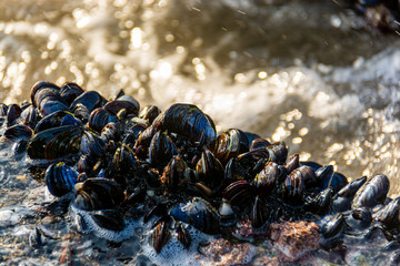 Blue mussels
