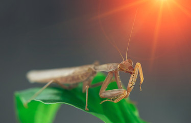 Insect hunter attacks at sunset. Mantis is a terrible monster of wildlife.