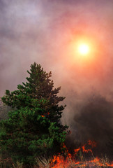 Fototapeta premium wildfire at sunset, burning pine forest .