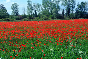 poppy field in the French countryside of the Gard department