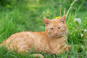 red cat lying on the green grass. background 