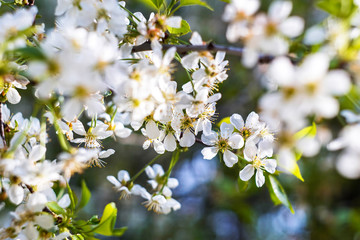 cherry branch with white flowers close-up