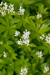 Waldmeister - Blüten - Nahaufnahme (galium odoratum)