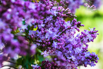 large branch of lilac close-up