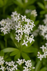 Waldmeister – Blütenteppich/Blätter (galium odoratum)