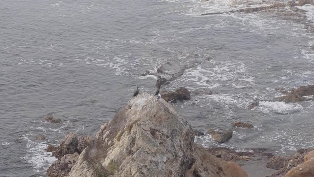 long shot of seabirds sitting on a cliff with misty ocean background