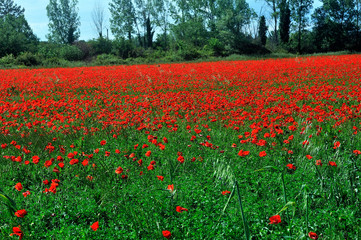 Fototapeta premium poppy field in the French countryside of the Gard department