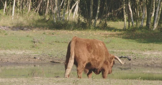Large scottish highlander, walks to a pond in a forrest, on a sunny day.