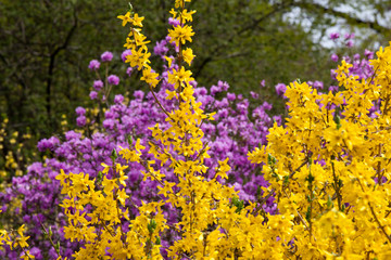Active flowering of lilac rhododendron and yellow forsytsia in early spring