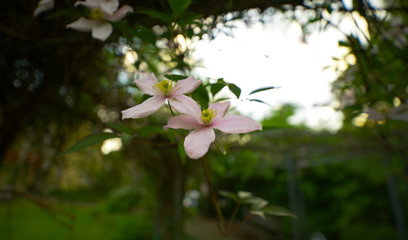 pink flowers of a tree at sunset