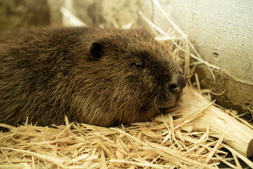 River beaver lying on wood shavings and looking sad. Side view, close up. Depression concept. Nature biosphere reserve in Voronezh Oblast.