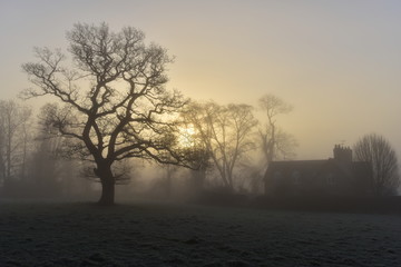Misty Dawn with Trees