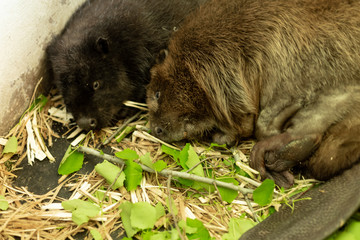 River beavers lying and sleeping together on wood shavings. Side view, close up. Animal protection...