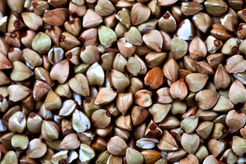 Fresh green dry buckwheat background.